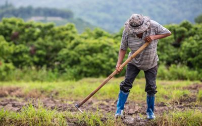 Innovación verde: cómo las soluciones biotecnológicas están transformando la agricultura en Ecuador