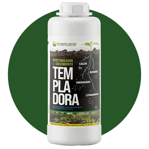Templadora